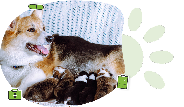 Une fonctionnalité éducative et amusante pour suivre la grossesse de votre animal