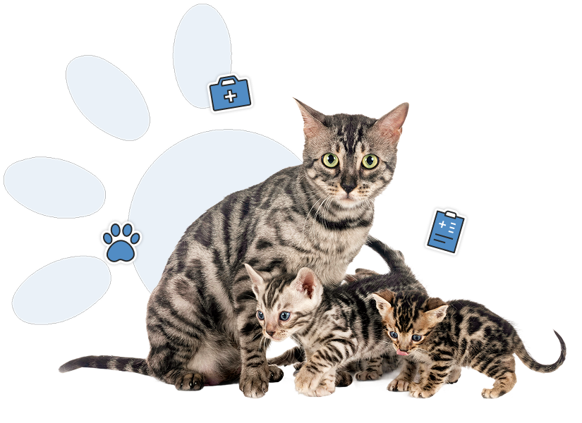 Suivi de gestation de l’animal