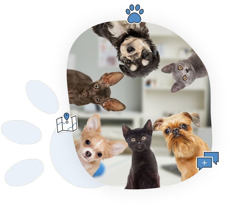 Transfert d’animaux efficace et fiable